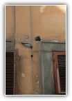 Clicca sulla foto per ingrandirla o sul nome per scaricarla