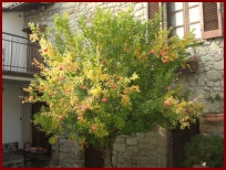 Clicca sul nome per scaricare le foto